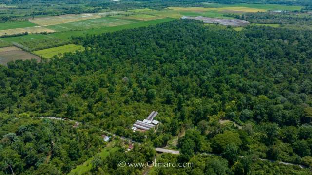 Finca llana de Cacao Premium de 1400 tareas / 88 Hectáreas  | Bienes Raices Republica Dominicana 